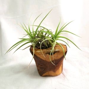 Air plant holder